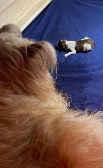 Andante-Wurfkiste-340